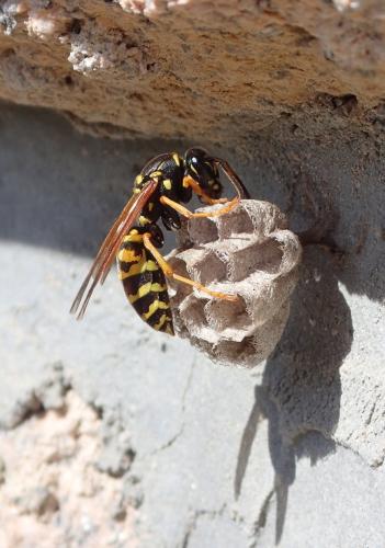 Réf. 278 907 : Polistes nimpha